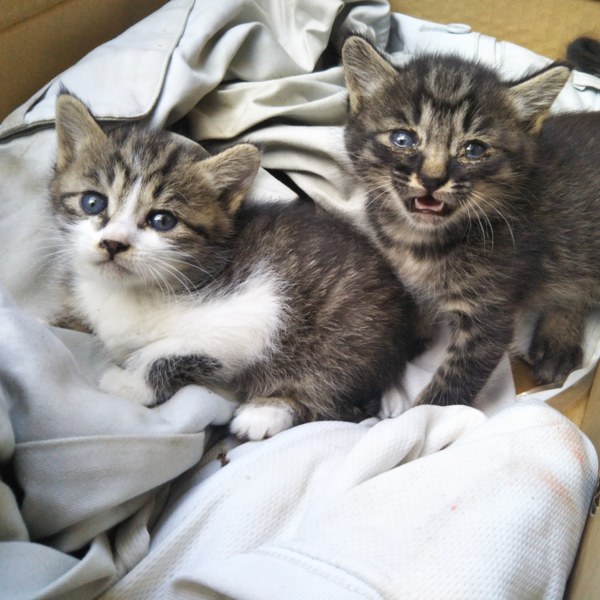 捨て猫拾いました。」福島県 - 猫の里親募集(211752) :: ペットの