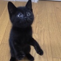 子猫です！とっても人懐っこく活発です！