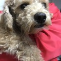 トイプードル一歳  急いでいます！