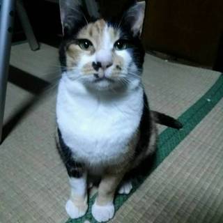 人懐こい三毛、マダムなおみつさん♪