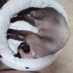 捨て猫から秘蔵っ子へ