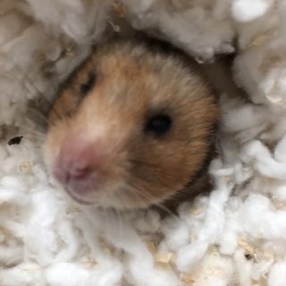 ゴールデンハムスター