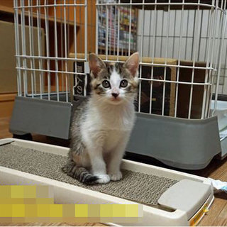 美人縞三毛の子猫さん 里親様募集中