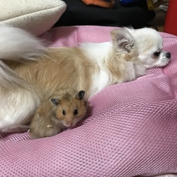 あざみと茶々丸