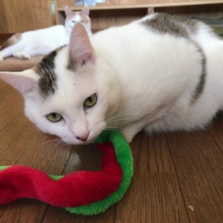 抱っこが大好きな成猫いすずちゃん。