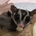 検討中です。 フクロモモンガペア里親募集