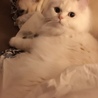 の写真