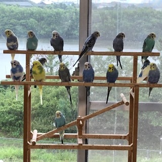 助けてください セキセイインコ