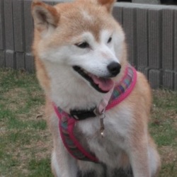 葵の独り言(*˘︶˘*).｡.:*♡