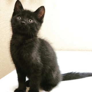 子猫(黒猫)1⃣