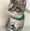 とっても可愛いキジトラちゃん^ ^