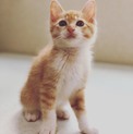 子猫(茶トラ)