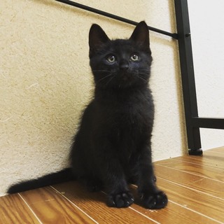 子猫(黒猫)2️⃣
