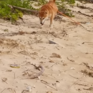 家族がアレルギーになり飼う事が出来なくなりました。