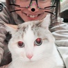 ゆかゆかねこ