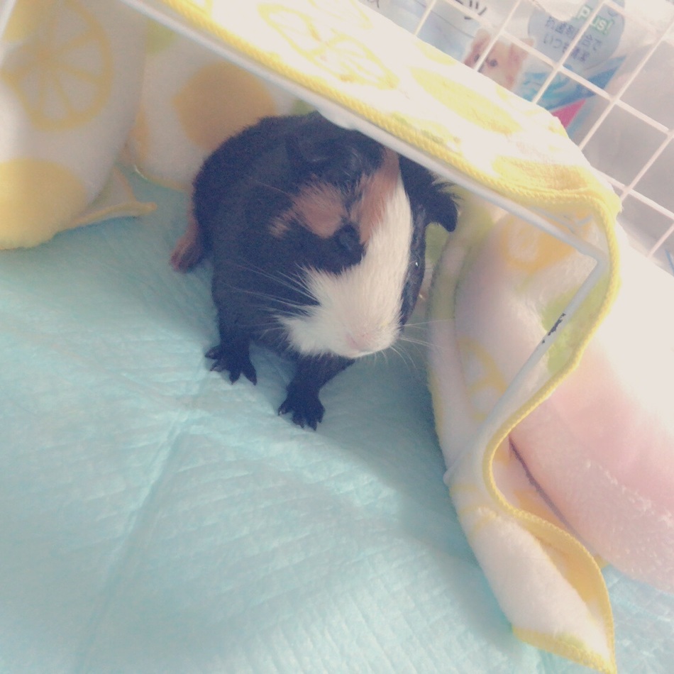 彪：ひょうのカバー写真