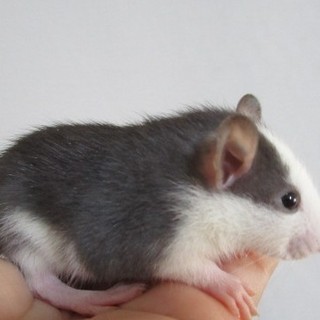 ５/９生　ファンシーラット（離乳完了）