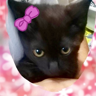 愛らしくてお茶目なルナちゃんを家族に