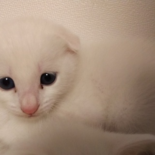 白猫折れ耳♂