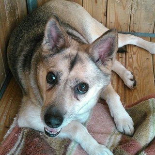 東日本大震災被災犬　サツキです！