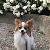 ノア