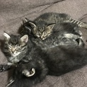 ４月２７日生まれのメス。モフモフです。