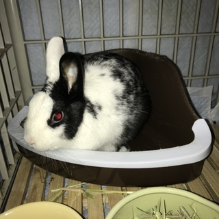 ミニウサギ 里親さん募集