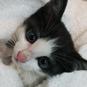 大きなお目めの甘えん坊ちゃん
