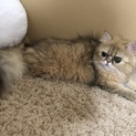 血統書付き、避妊済みペルシャ猫0歳です。