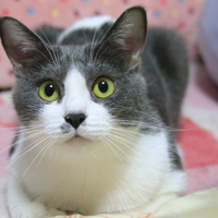 ラヴェンダー
