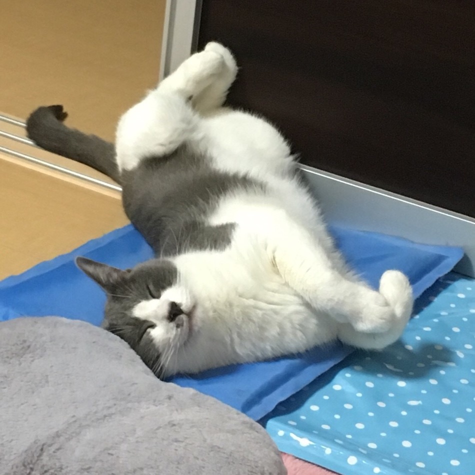 ラヴェンダーのカバー写真