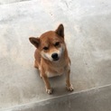 血統書付き柴犬です。