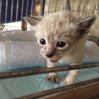 灰色、白黒子猫ちゃん☆兄弟☆1匹から譲渡可