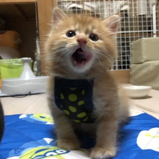 茶色いモコモコ男子と黒白ハチワレ男子