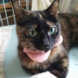 賢く甘えん坊サビ猫ちゃん♪