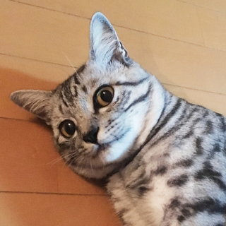 のんびり静かにねこと暮らしたい方へ