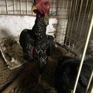 コシャモ オス1羽 メス2羽 一歳