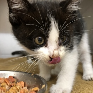 白黒ハチワレ子猫ちゃん