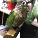 生後2ヶ月のウロコインコ