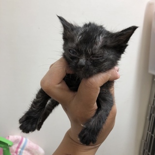 真っ黒の子猫ちゃん