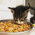 白とキジの美形子猫ちゃん
