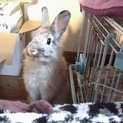 うさぎ 里親
