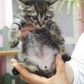 やんちゃな男の子四兄弟