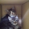 やんちゃな男の子四兄弟（写真上の猫ちゃんのみ募集）