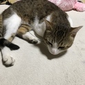 里親募集