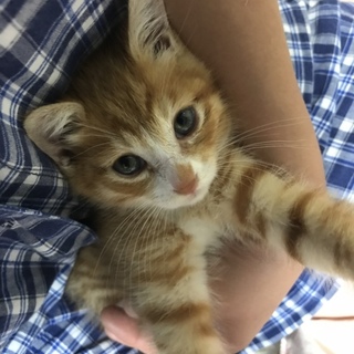 とっても甘えん坊の2ヶ月のオスです！