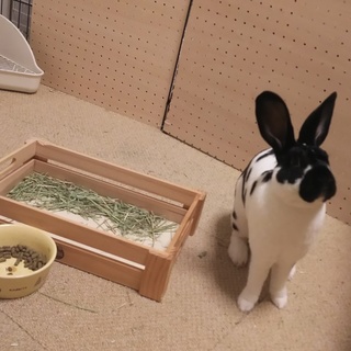 うさぎ ミニレッキス 約１才