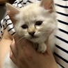 2カ月 超かわいい子猫ちゃん サムネイル3