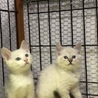 2カ月 超かわいい子猫ちゃん サムネイル4