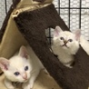 2カ月 超かわいい子猫ちゃん サムネイル5